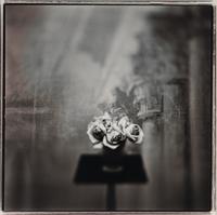 White Roses (Gold Toned) , 1998