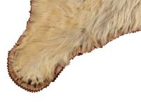 A Taxidermy Polar Bear Rug