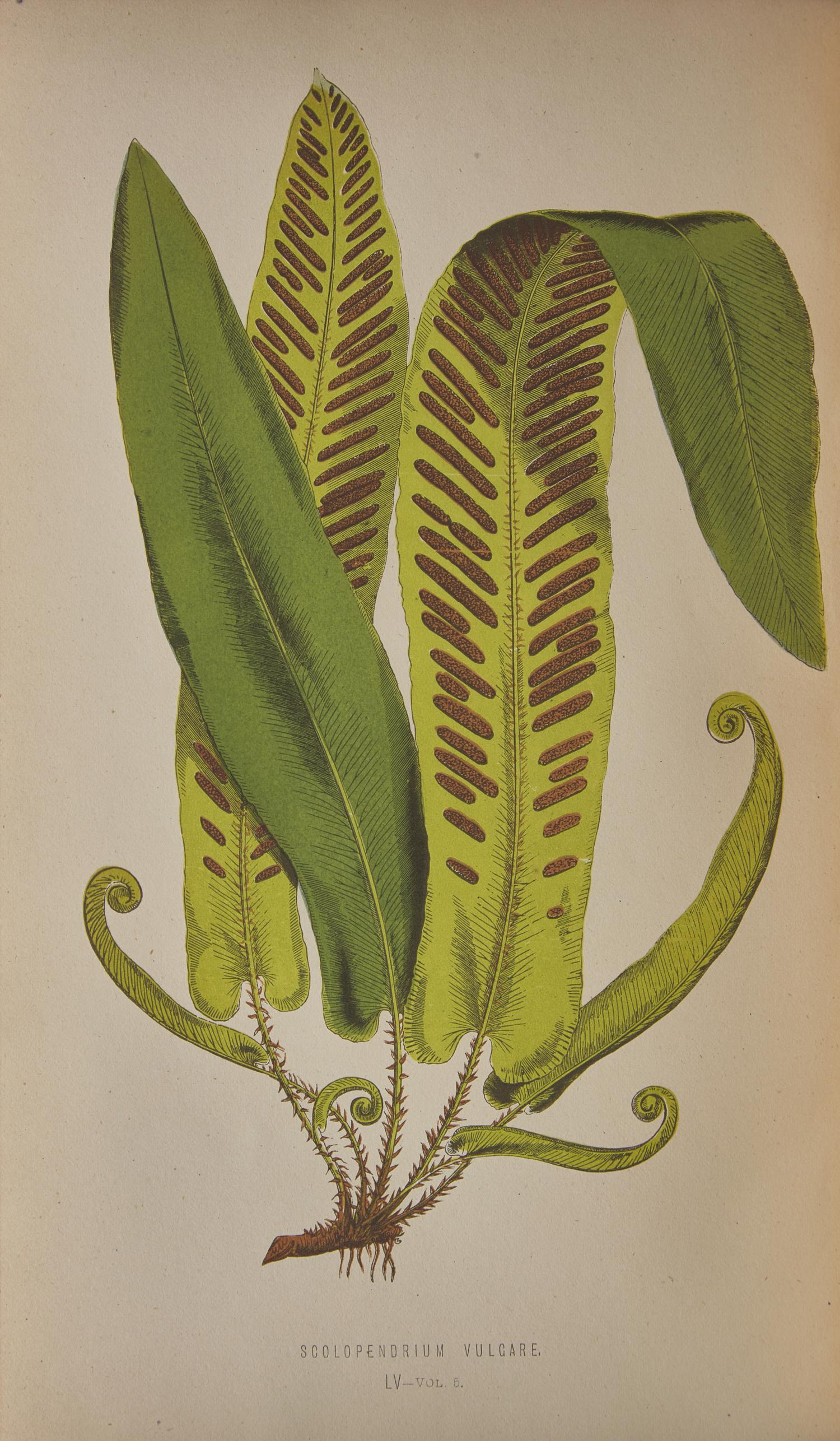[Natural History] Lowe, E.J. Ferns: British and Exotic
