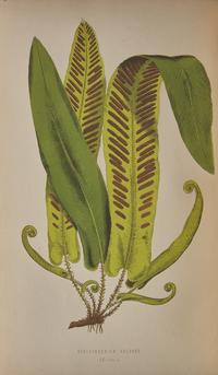 [Natural History] Lowe, E.J. Ferns: British and Exotic