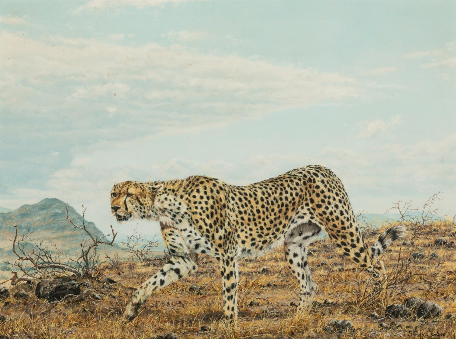 Cheetah