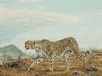 Cheetah