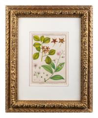 Two Pairs of Hand-Colored Engravings After Henri-Joseph Redoute and Carl Linnaeus — LATE 18TH CENTURY