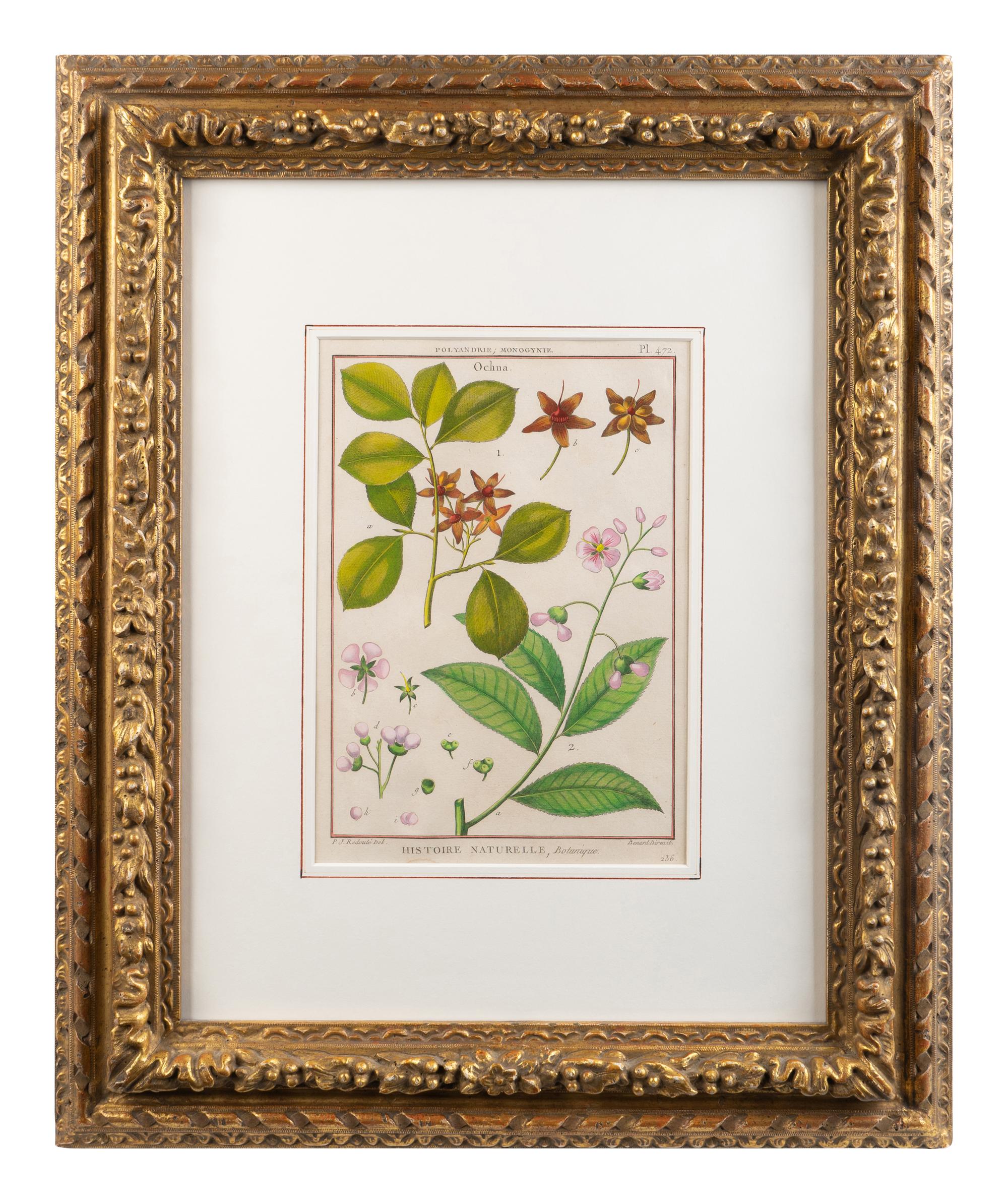 Two Pairs of Hand-Colored Engravings After Henri-Joseph Redoute and Carl Linnaeus — LATE 18TH CENTURY