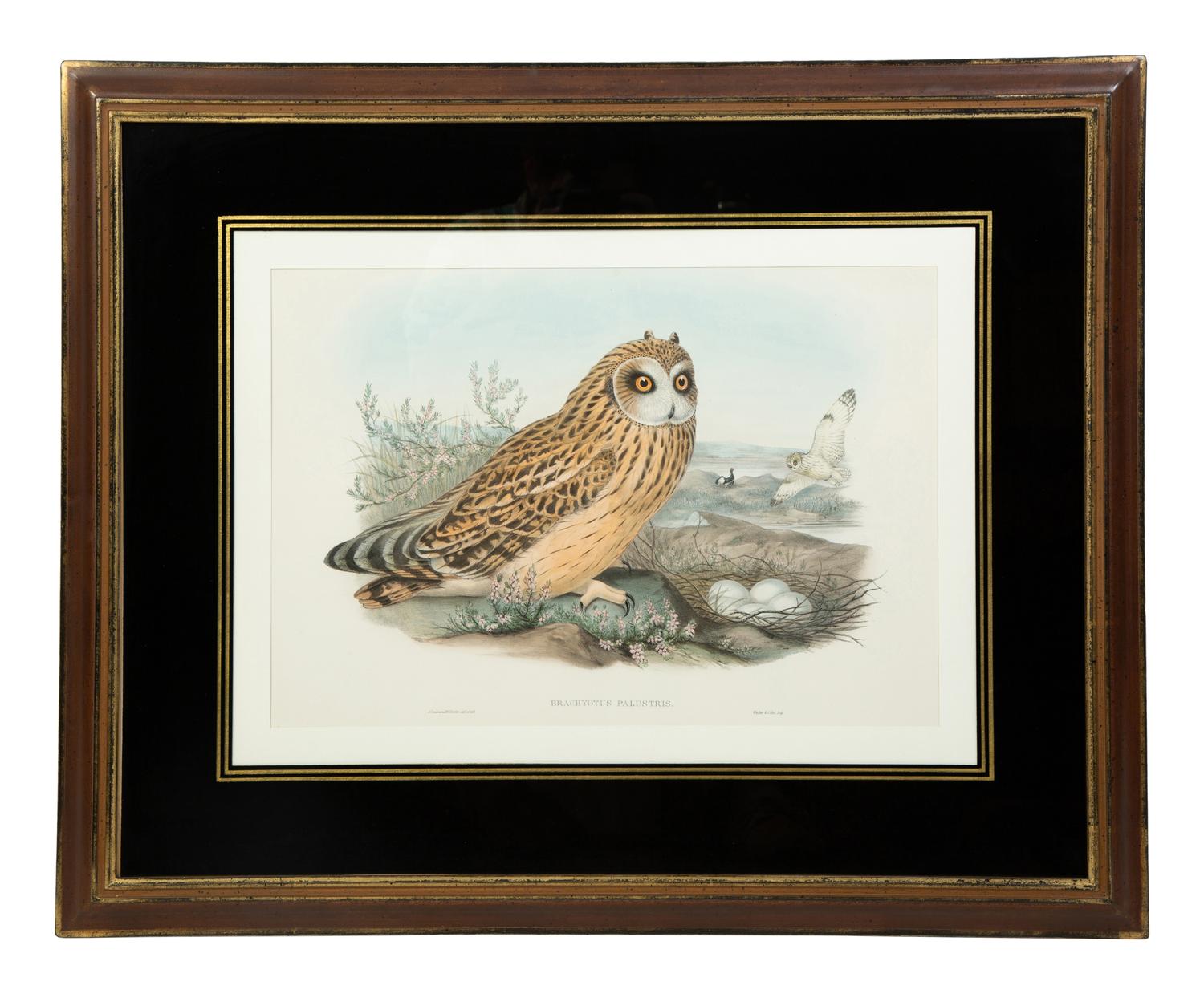 Four Ornithological prints from John Goulds Birds of Great Britain — 19TH CENTURY