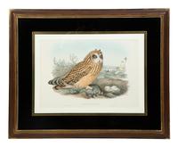 Four Ornithological prints from John Goulds Birds of Great Britain — 19TH CENTURY
