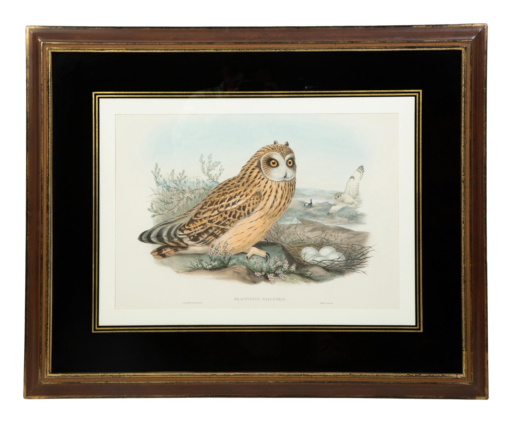 Four Ornithological prints from John Goulds Birds of Great Britain — 19TH CENTURY