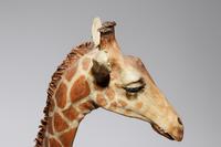 Untitled (Three Giraffes)