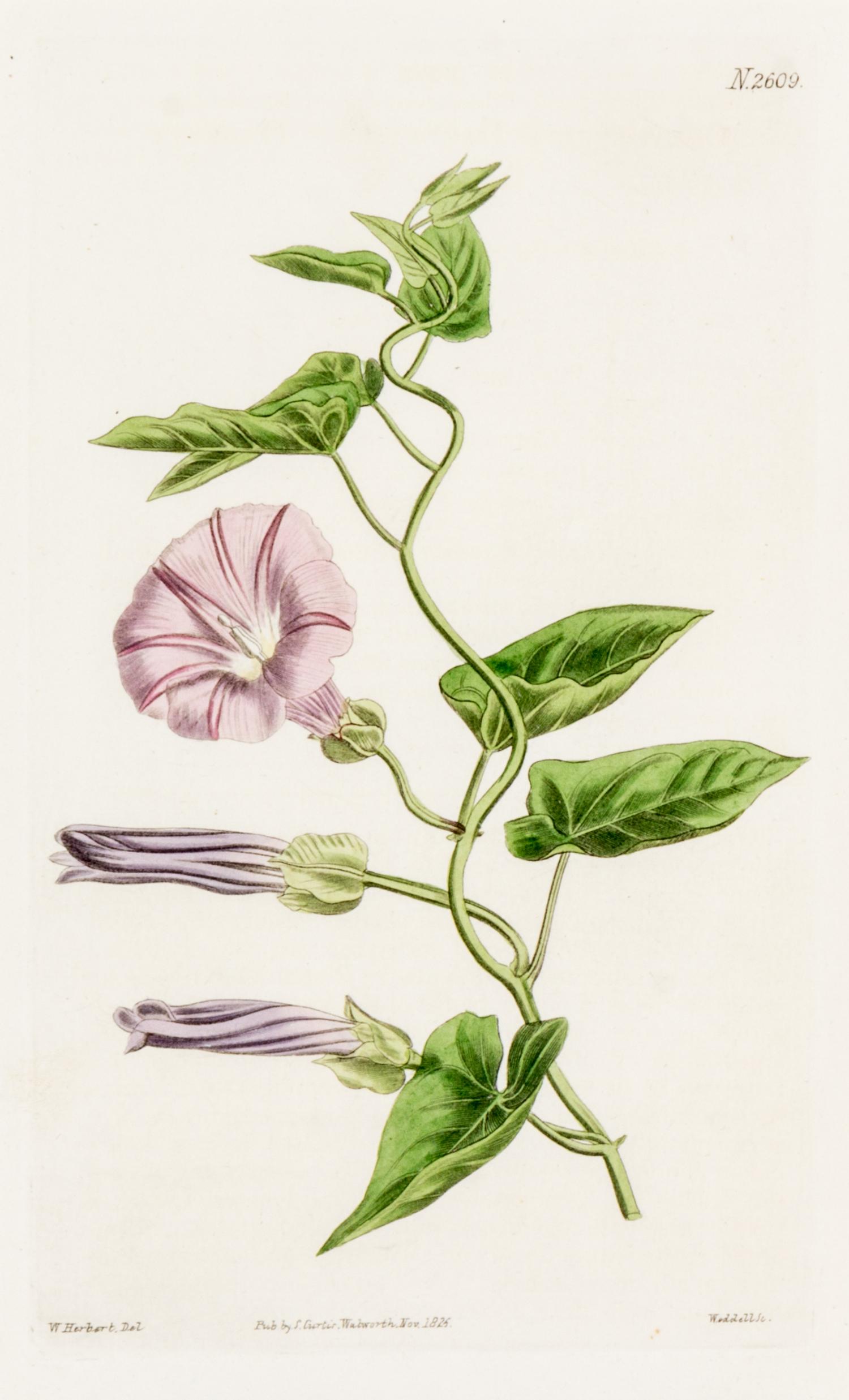 CURTIS, SAMUEL. A collection of eight hand-colored engravings from Botanical Magazine. (London, 1823-1826)