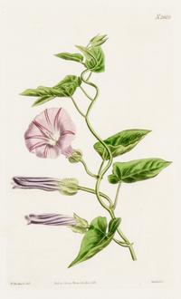 CURTIS, SAMUEL. A collection of eight hand-colored engravings from Botanical Magazine. (London, 1823-1826)