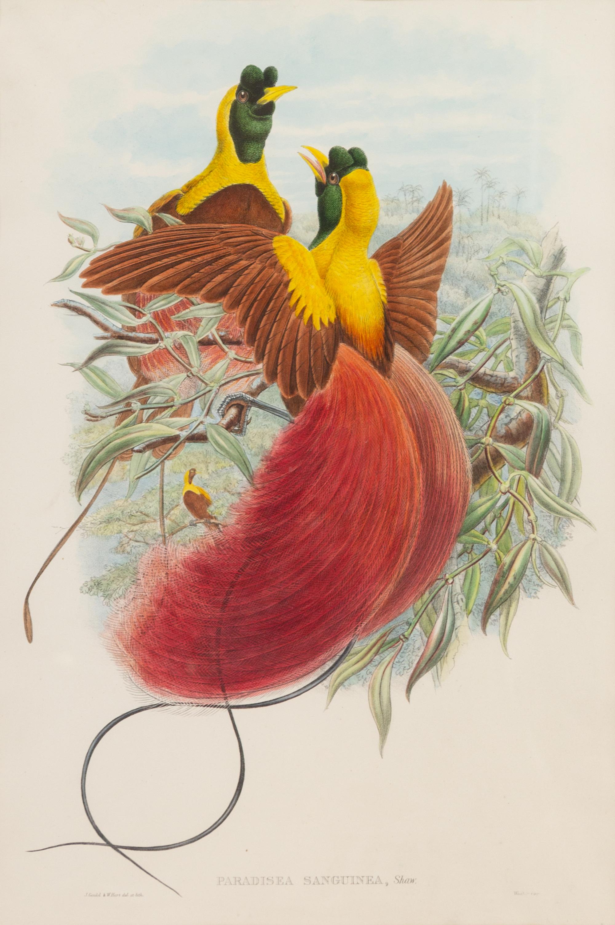 John Gould and Henry Constantine Richter (British, 19th Century)