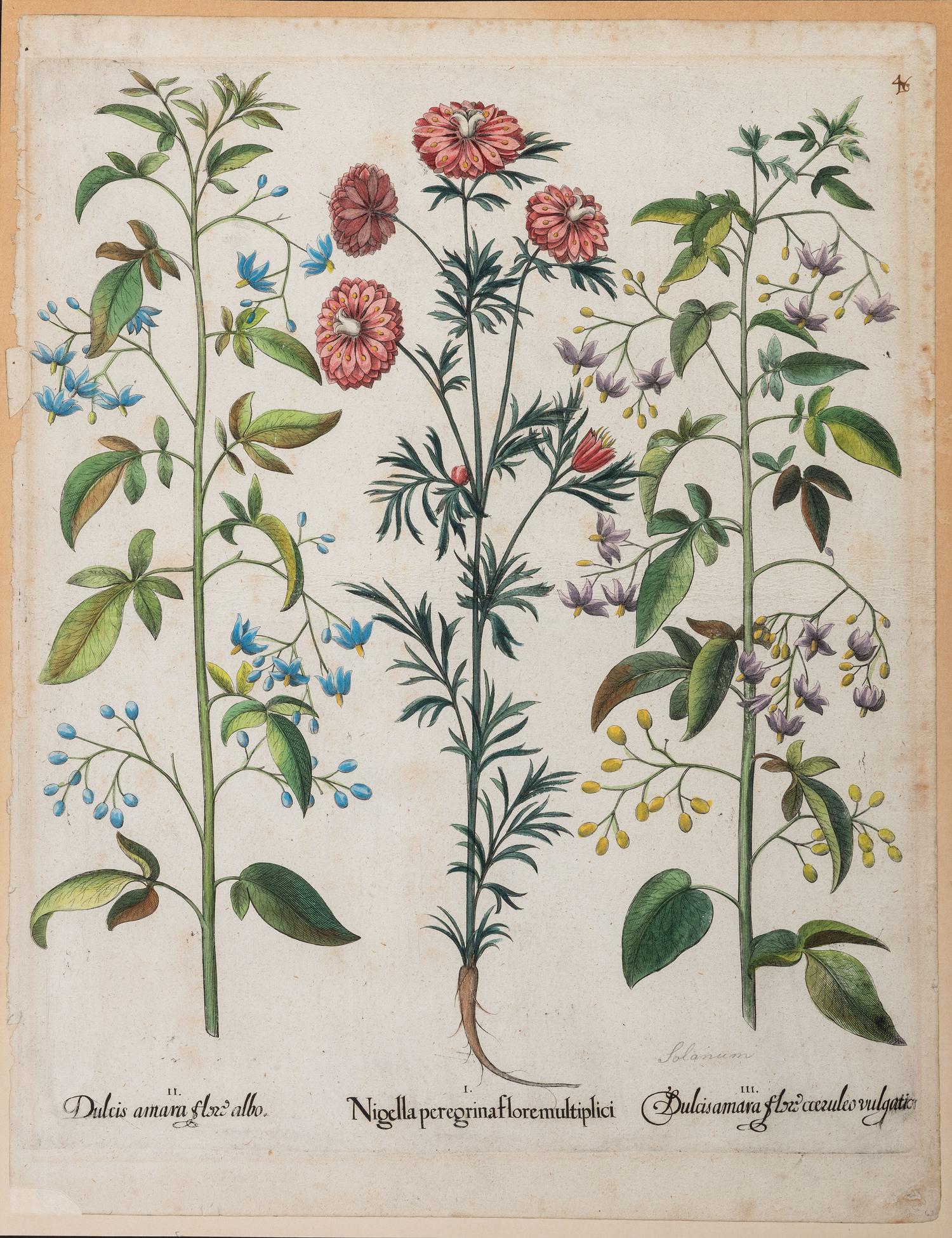 Basilius Besler (German, 1561-1629)
