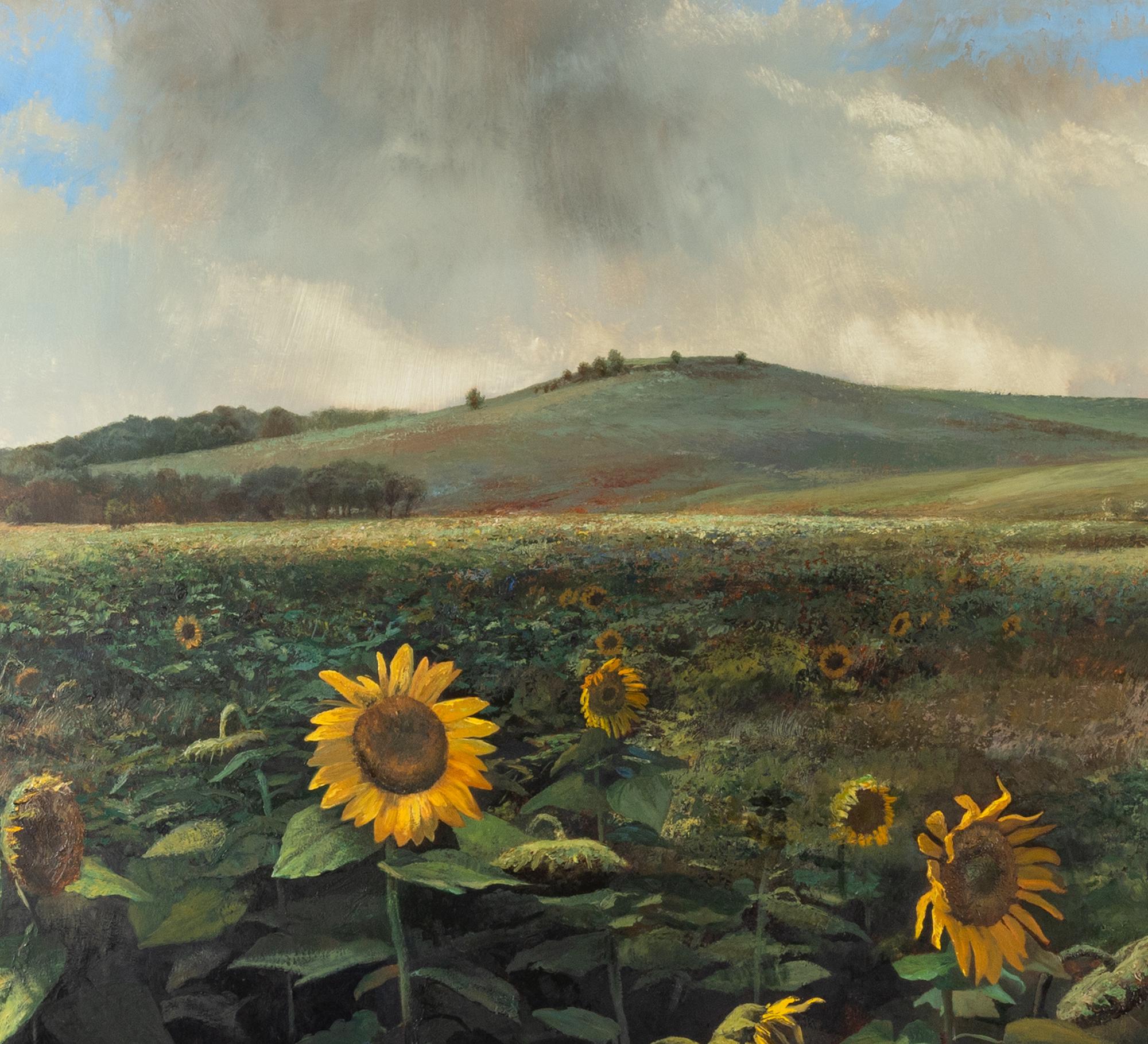Sunflower Fields