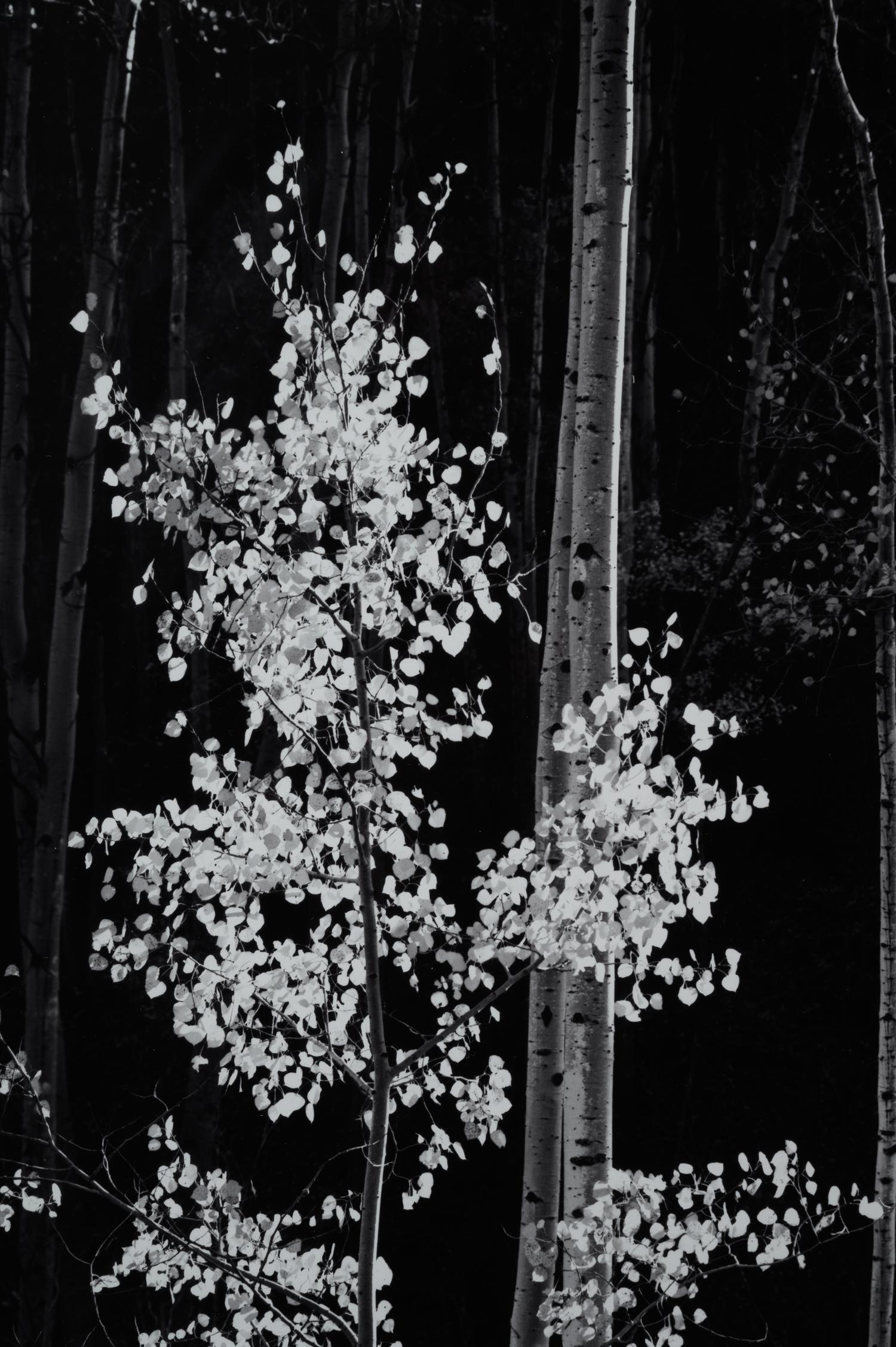 Aspens, Northern New Mexico