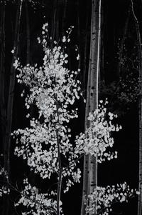 Aspens, Northern New Mexico