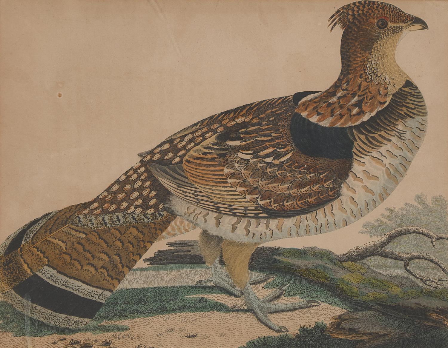 Alexander Lawson (1773-1846) and John G. Warnicke (died 1818), After Alexander Wilson (1766-1813), A Set of Sixteen Hand-Colored Engravings of Various Birds