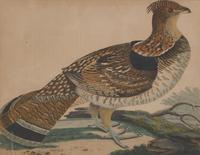 Alexander Lawson (1773-1846) and John G. Warnicke (died 1818), After Alexander Wilson (1766-1813), A Set of Sixteen Hand-Colored Engravings of Various Birds