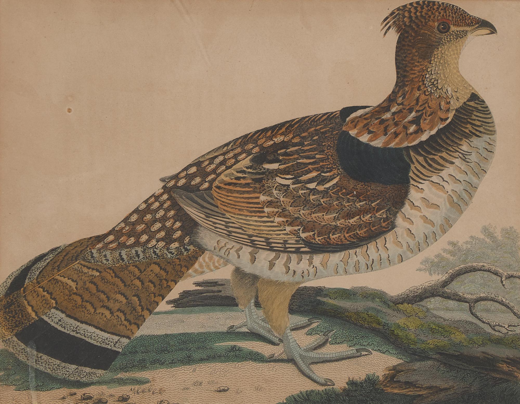 Alexander Lawson (1773-1846) and John G. Warnicke (died 1818), After Alexander Wilson (1766-1813), A Set of Sixteen Hand-Colored Engravings of Various Birds