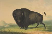 [Native-Americana] Catlin, George. Catlin's North American Indian Portfolio. Hunting Scenes and Amusements of the Rocky Mountains and Prairies of America...
