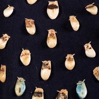 Apsáalooke Trade Wool Dress, with Bone Carved Elk Teeth