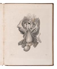 [NATURAL HISTORY]. OWEN, Richard (1810-1890). Memoir on the Pearly Nautilus . London: Richard Taylor for W. Wood, 1832.