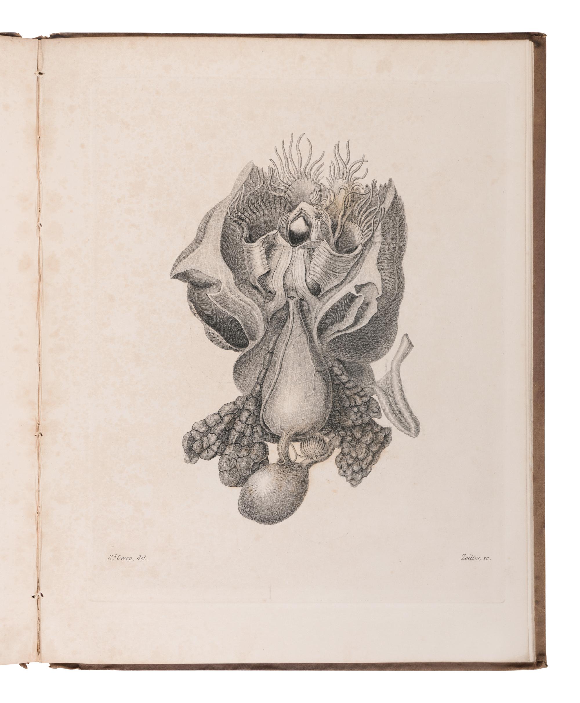 [NATURAL HISTORY]. OWEN, Richard (1810-1890). Memoir on the Pearly Nautilus . London: Richard Taylor for W. Wood, 1832.