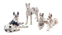 A Group of Four Porcelain Great Dane Figures Height of tallest 10 1/2 inches.