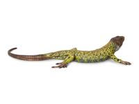 A Bergmann Austrian Cold-Painted Bronze Figure of a Lizard — 19th/20th Century