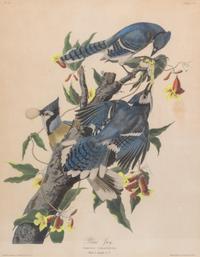 Seven Framed Bird Engravings