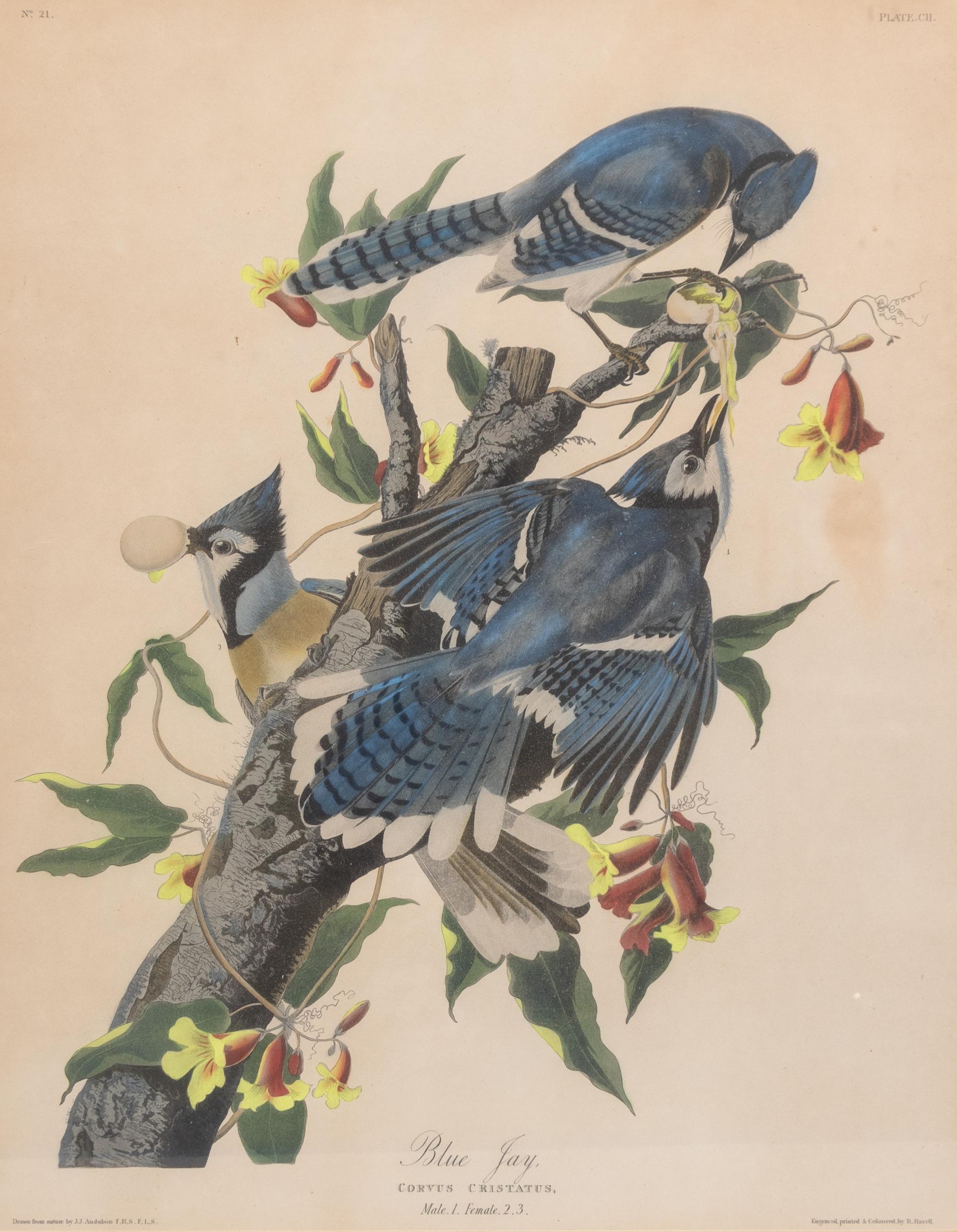 Seven Framed Bird Engravings