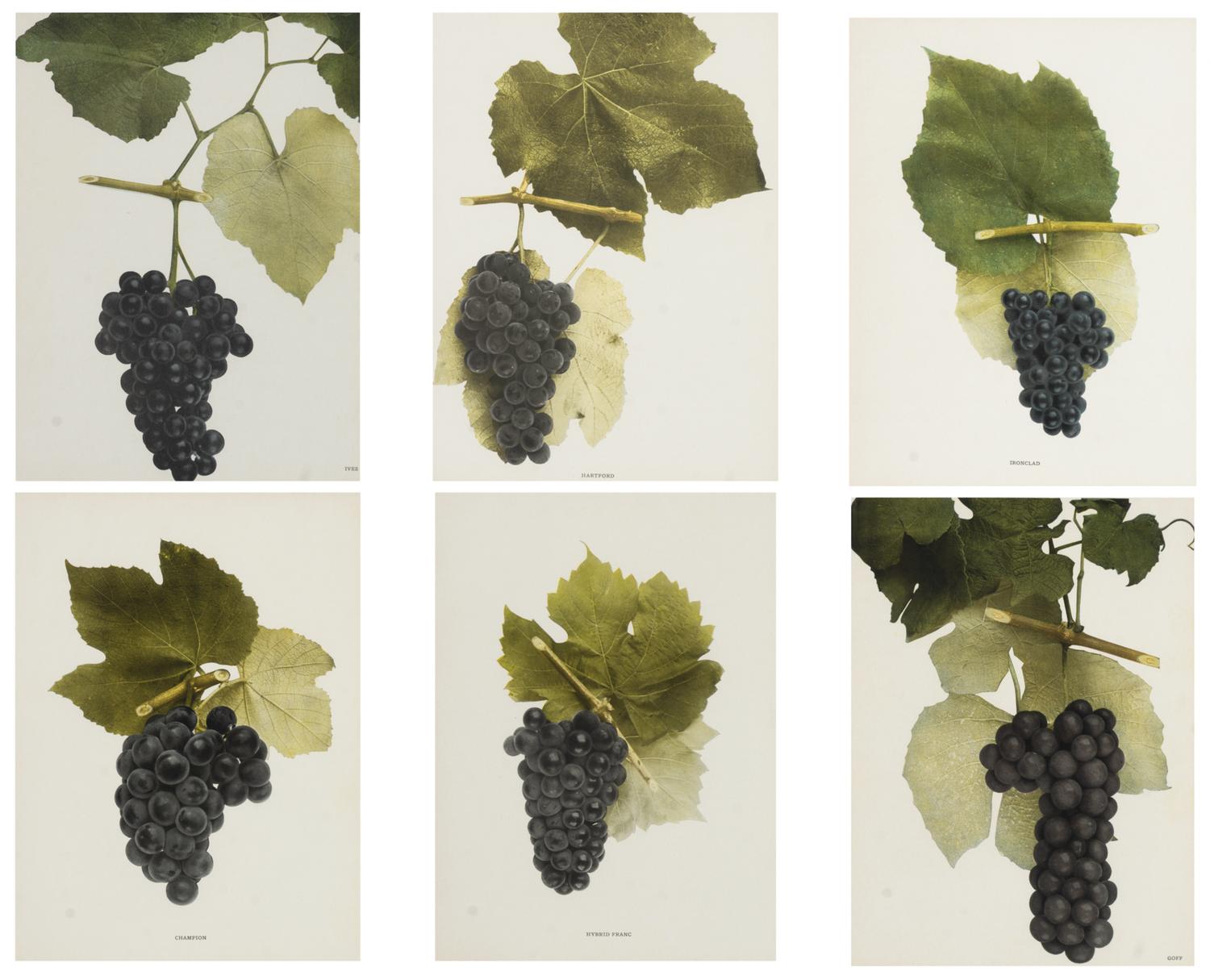 A Group of Six Grape Prints