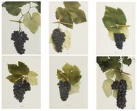 A Group of Six Grape Prints