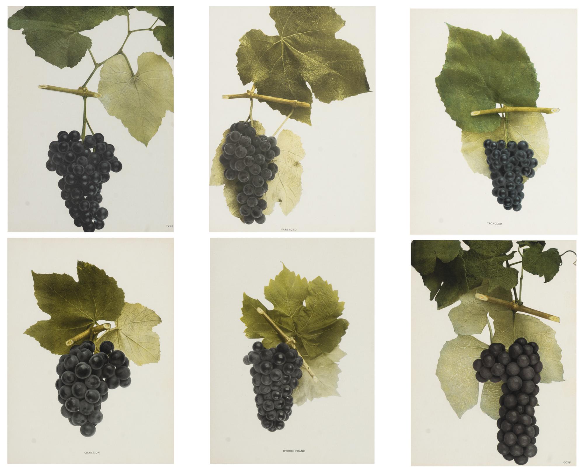 A Group of Six Grape Prints