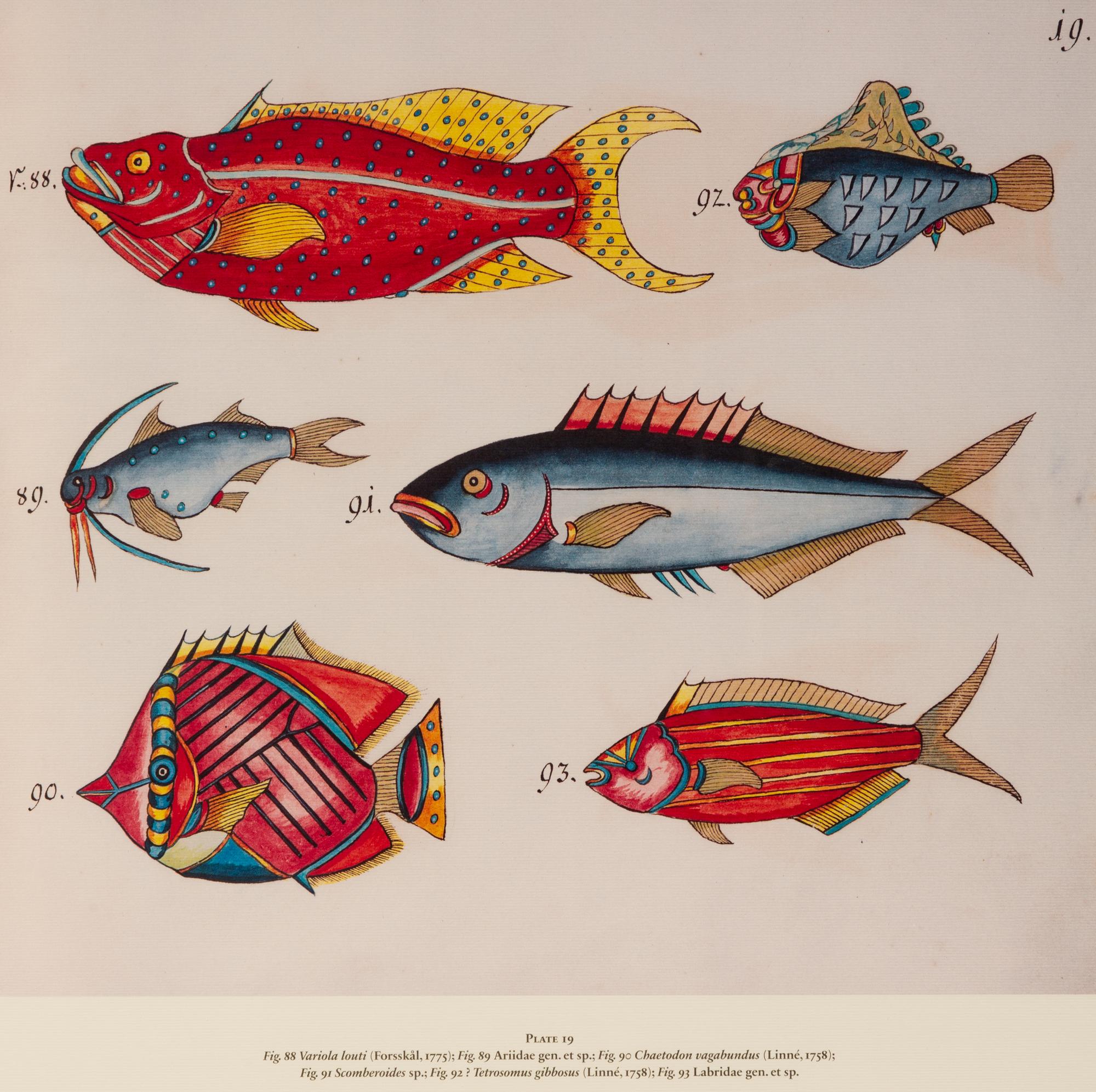 A Suite of Thirteen Framed Giclee Prints of Colorful Tropical Fish — 20TH/21ST CENTURY