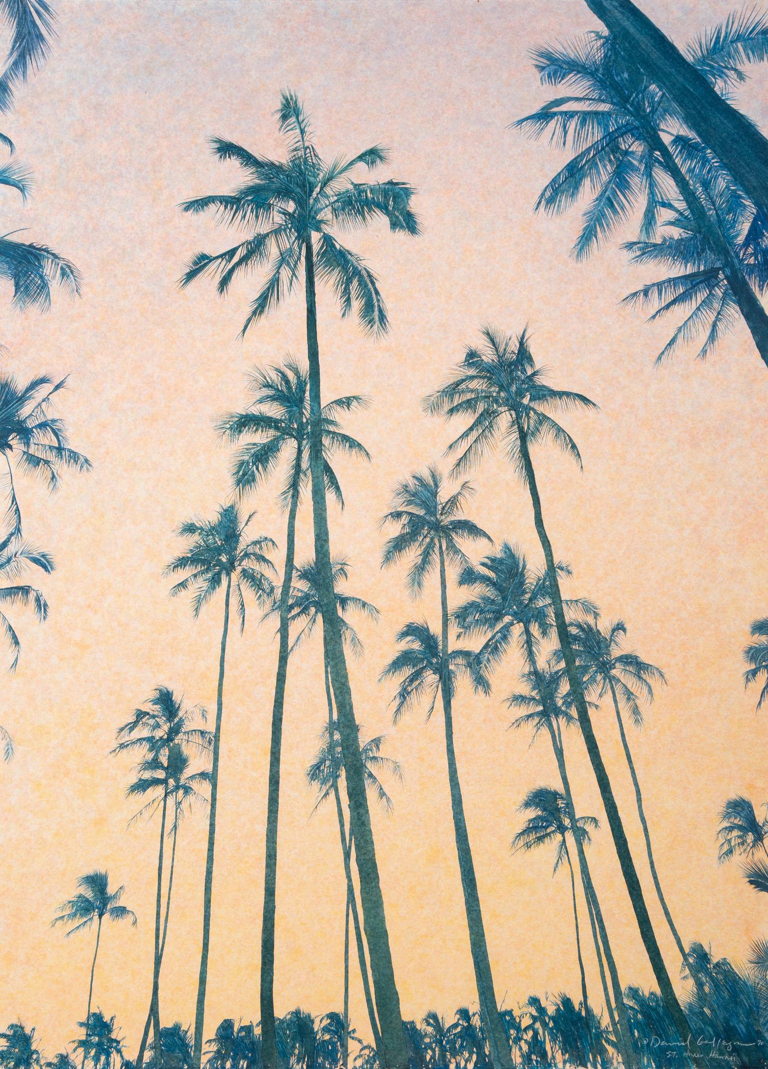St. Anne's Palms