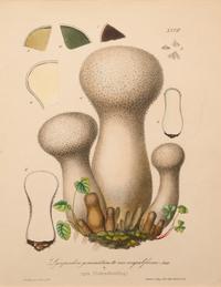 Five German Hand-Colored Engravings of Various Fungi (19th Century)