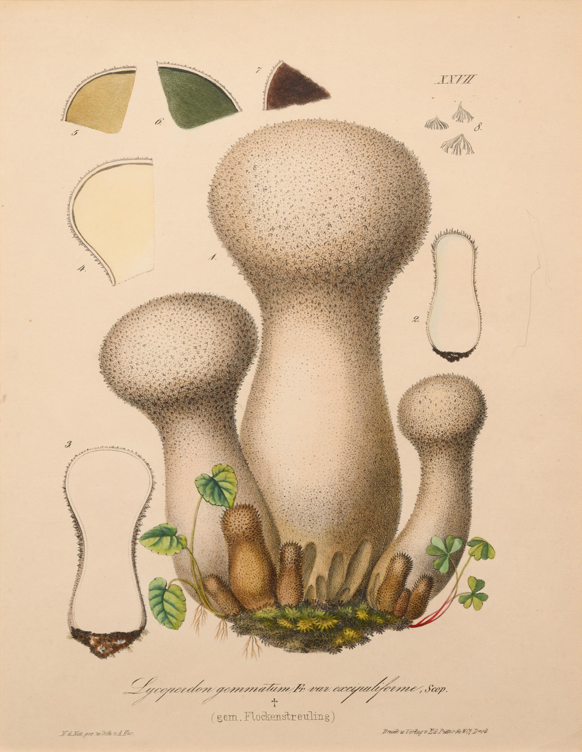 Five German Hand-Colored Engravings of Various Fungi (19th Century)