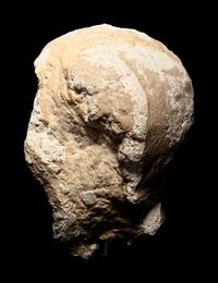 Five Gandharan Fragmentary Stucco Heads