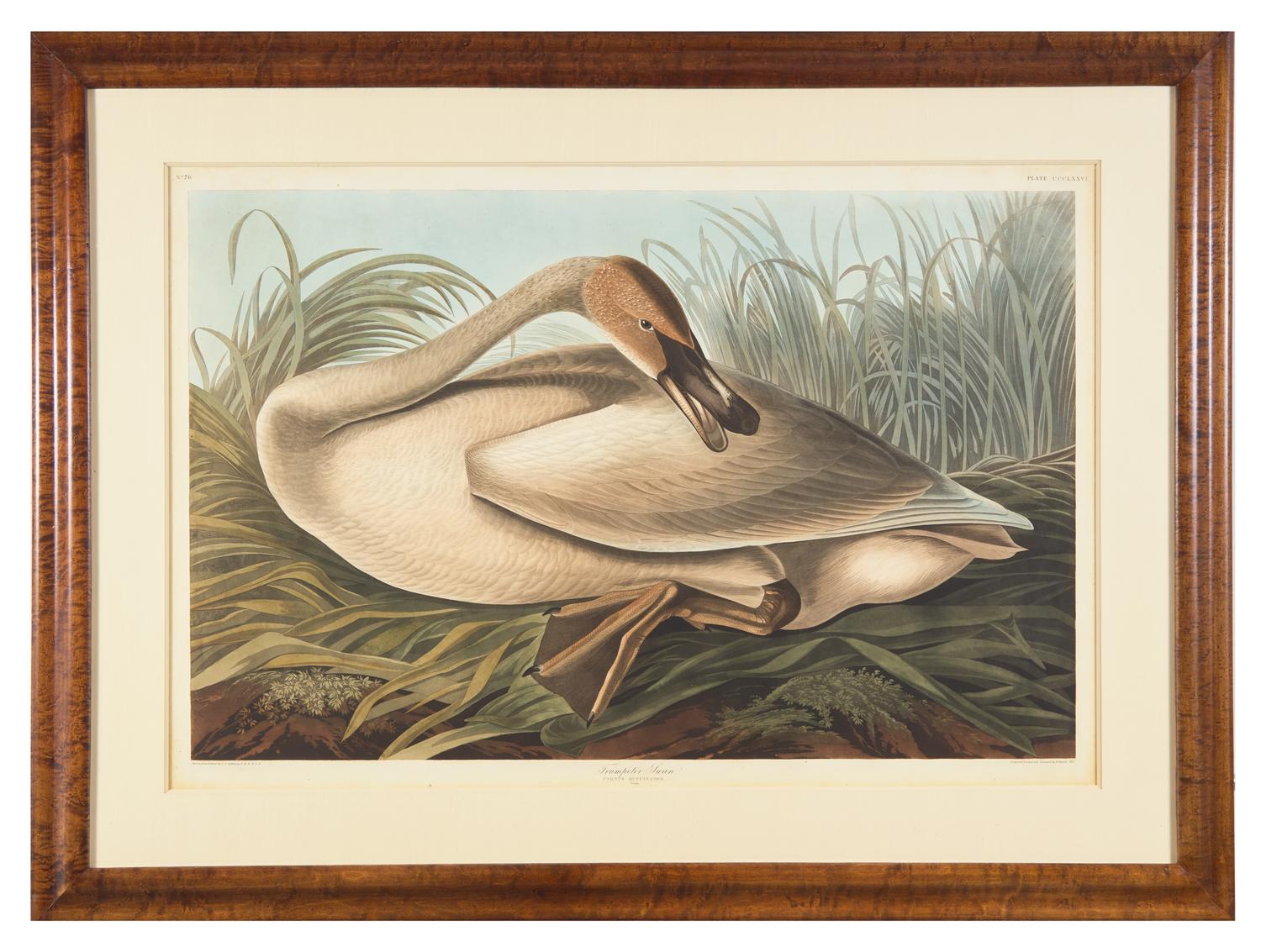 Audubon, J(ohn). J(ames). Trumpeter Swan