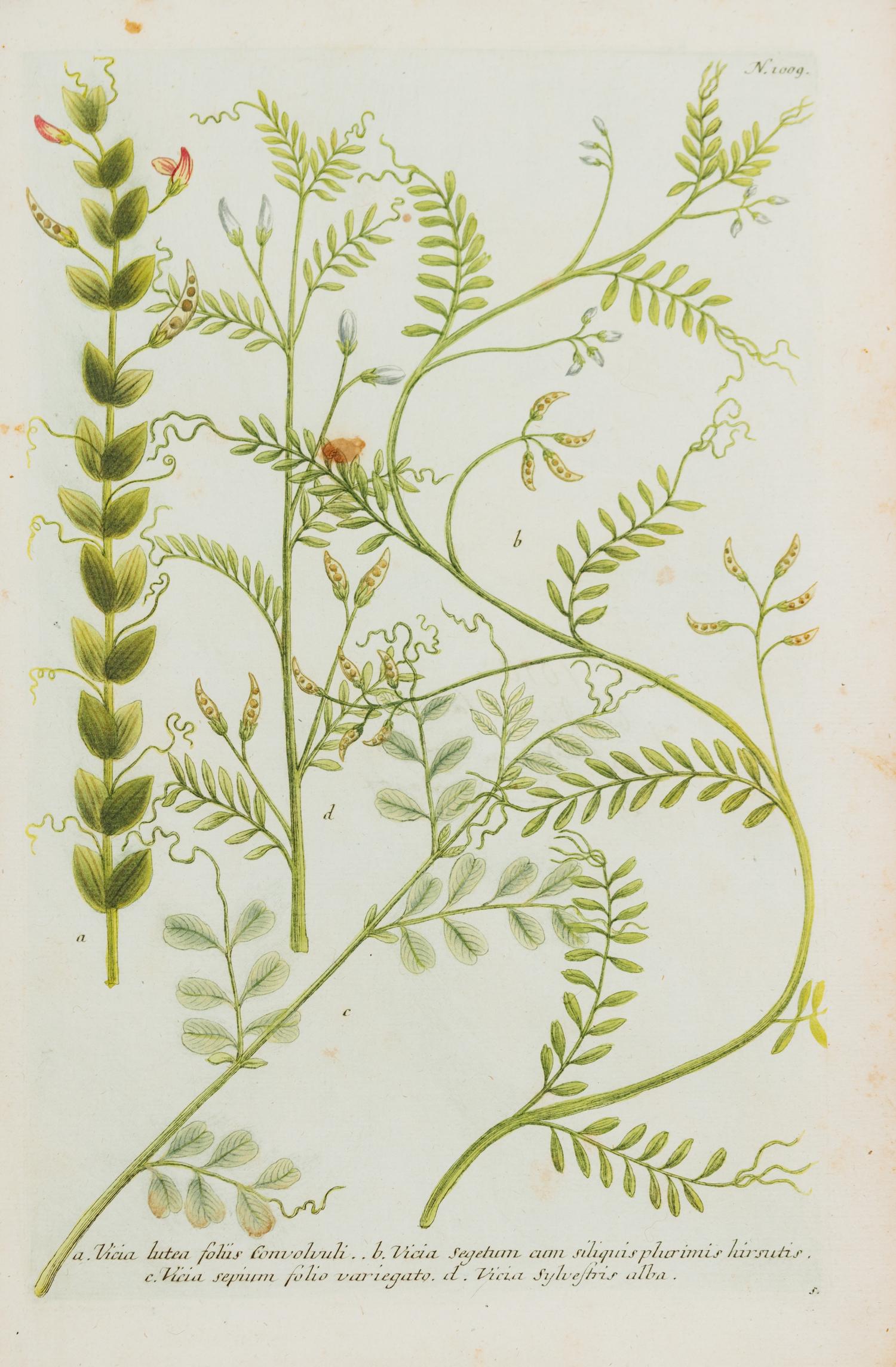 A Group of Six Hand-Colored Botanical Engravings from Johann A Weinmann's Phytanthoza Iconographia — CIRCA 1740