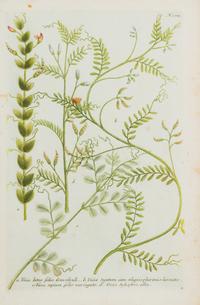 A Group of Six Hand-Colored Botanical Engravings from Johann A Weinmann's Phytanthoza Iconographia — CIRCA 1740