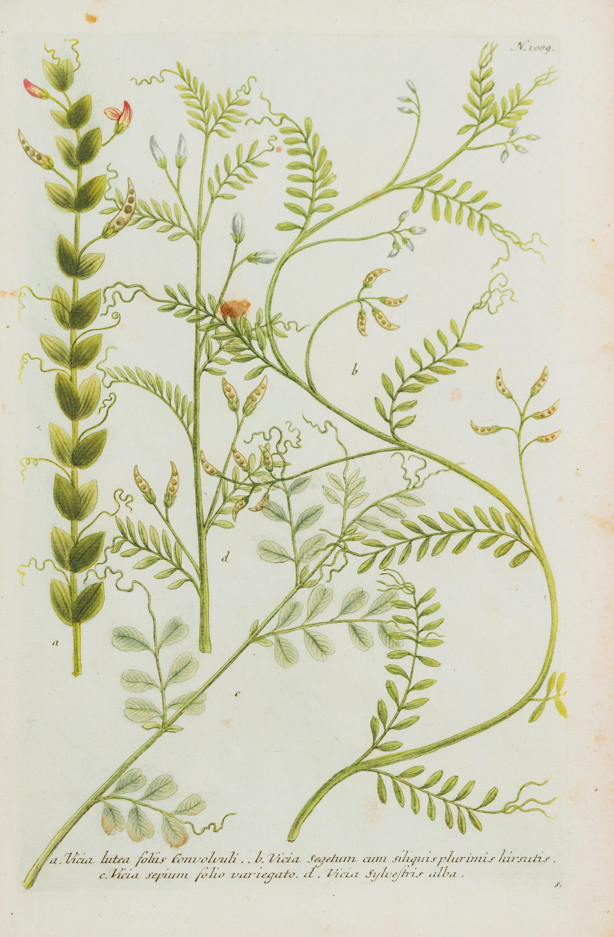 A Group of Six Hand-Colored Botanical Engravings from Johann A Weinmann's Phytanthoza Iconographia — CIRCA 1740