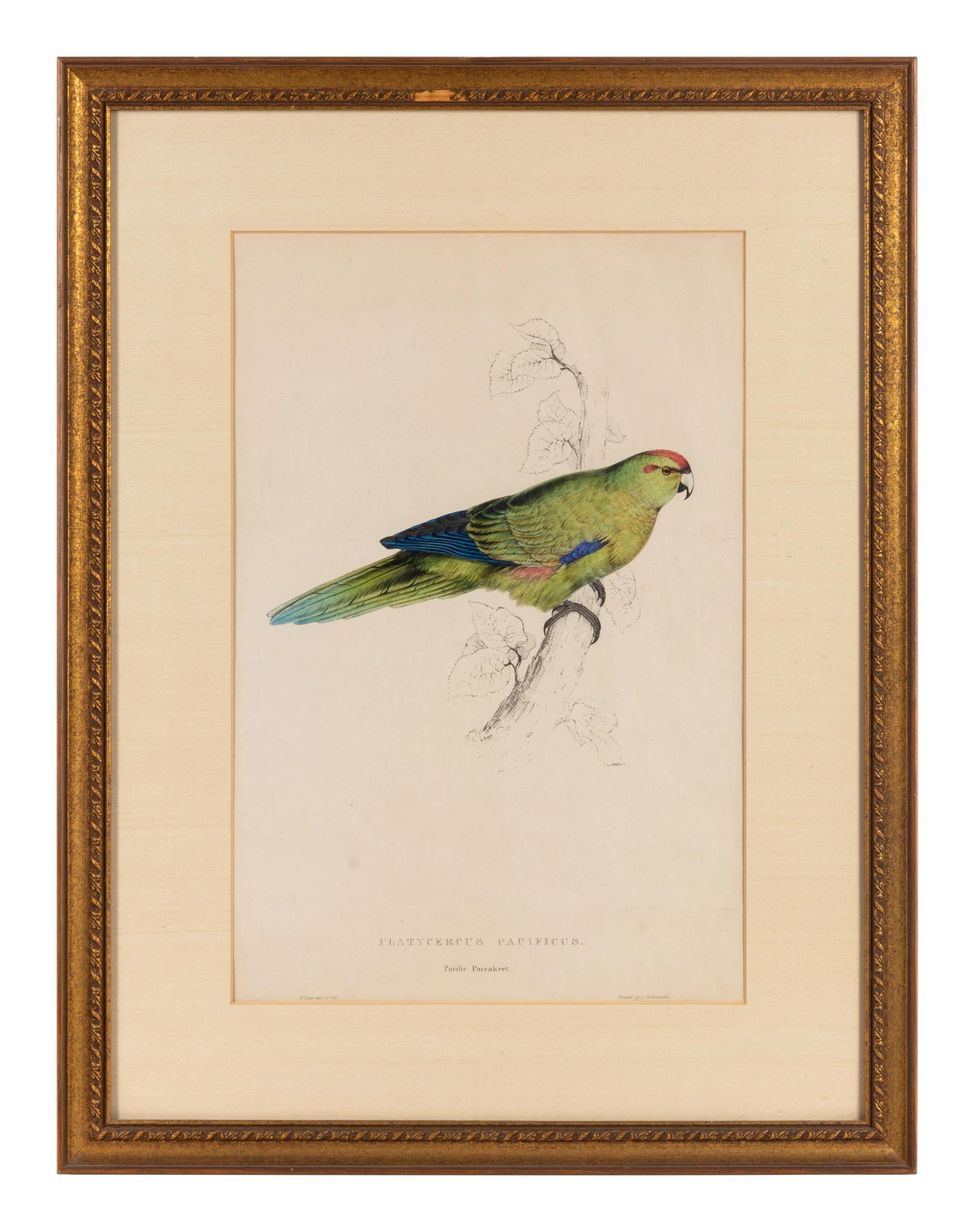 A Pair of Ornithological Prints