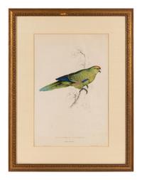 A Pair of Ornithological Prints