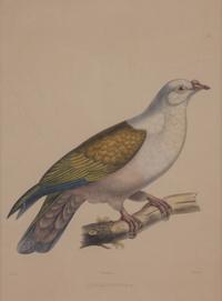 Four Hand-Colored Framed Ornithological Engravings Framed size 27 1/2 x 21 1/2 inches. — 19TH CENTURY