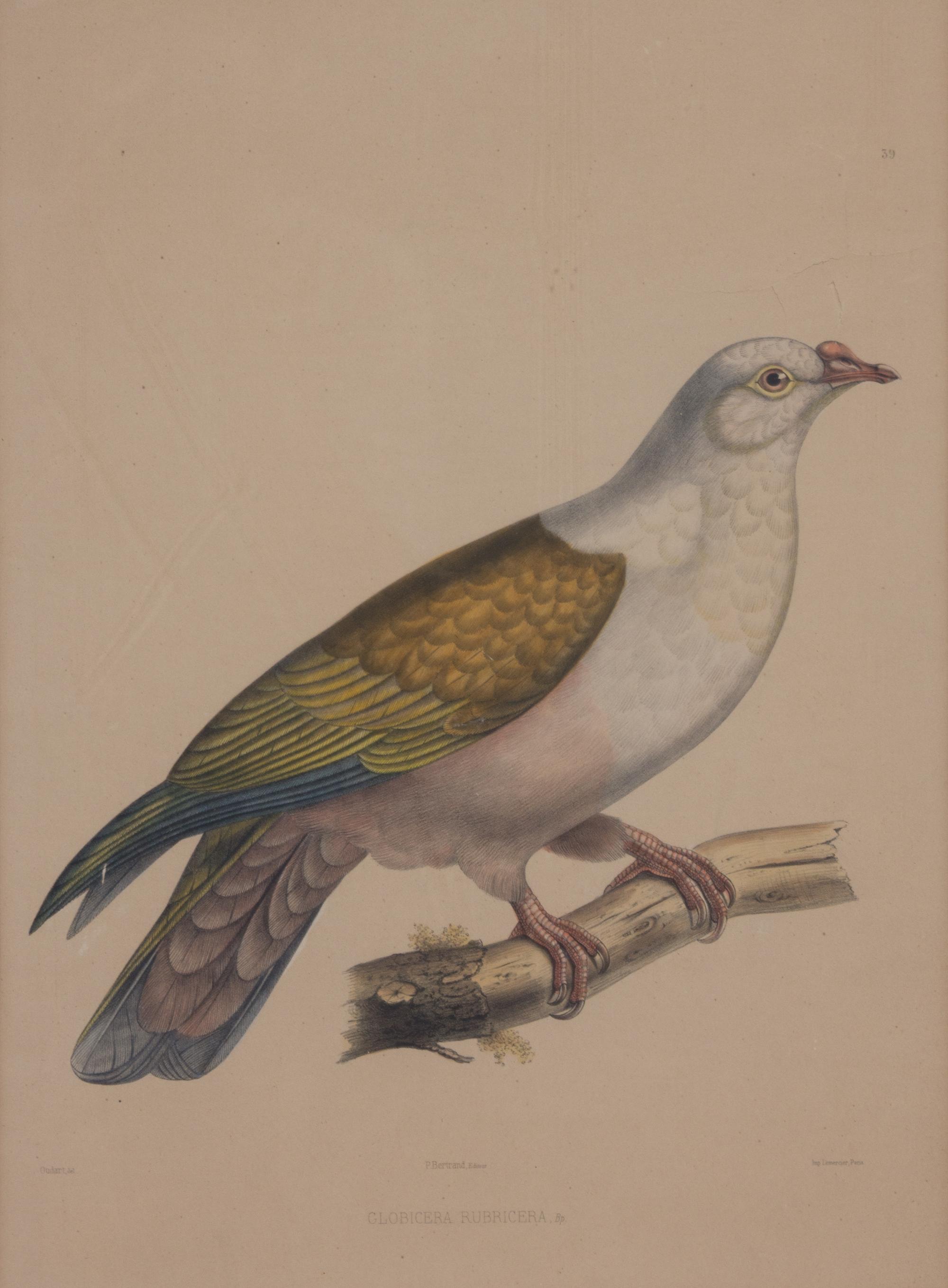 Four Hand-Colored Framed Ornithological Engravings Framed size 27 1/2 x 21 1/2 inches. — 19TH CENTURY