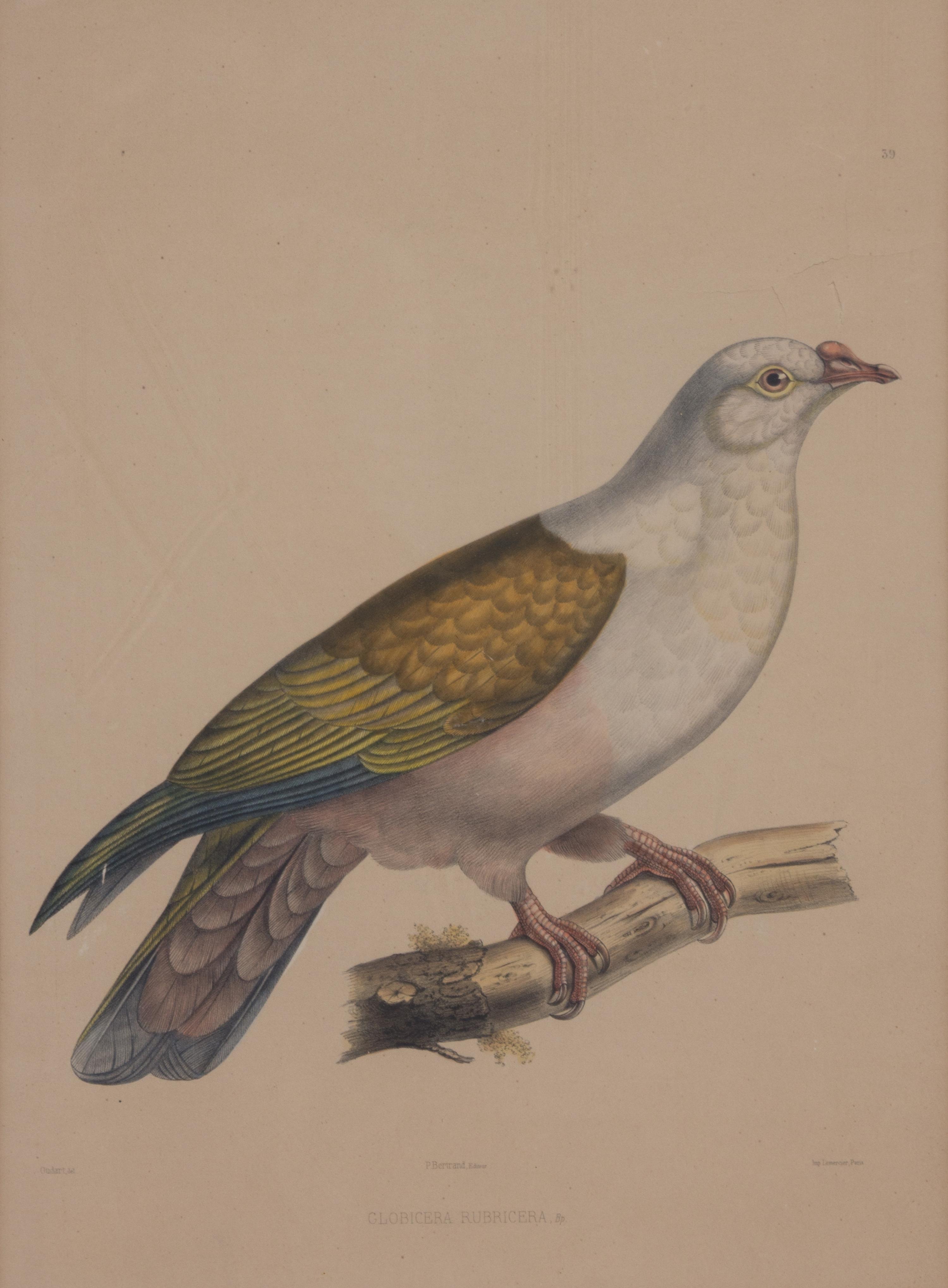 Four Hand-Colored Framed Ornithological Engravings Framed size 27 1/2 x 21 1/2 inches. — 19TH CENTURY