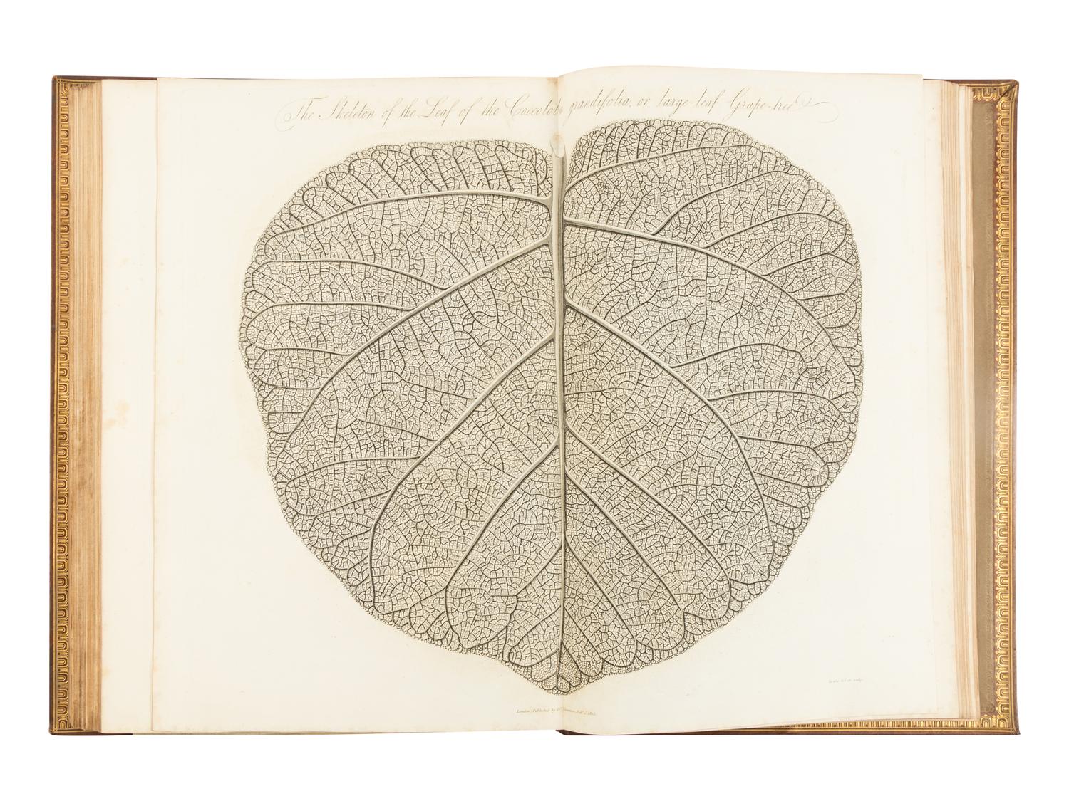 [NATURAL HISTORY]. THORNTON, Robert John (1768-1837). The Philosophy of Botany . London: T. Bensley for the publishers, White, Johnson and Co. ...and the author, [1799?]-1810.