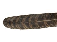 An Austrian Cold-Painted Bronze Figure of a Bird of Prey Perched on a Feather