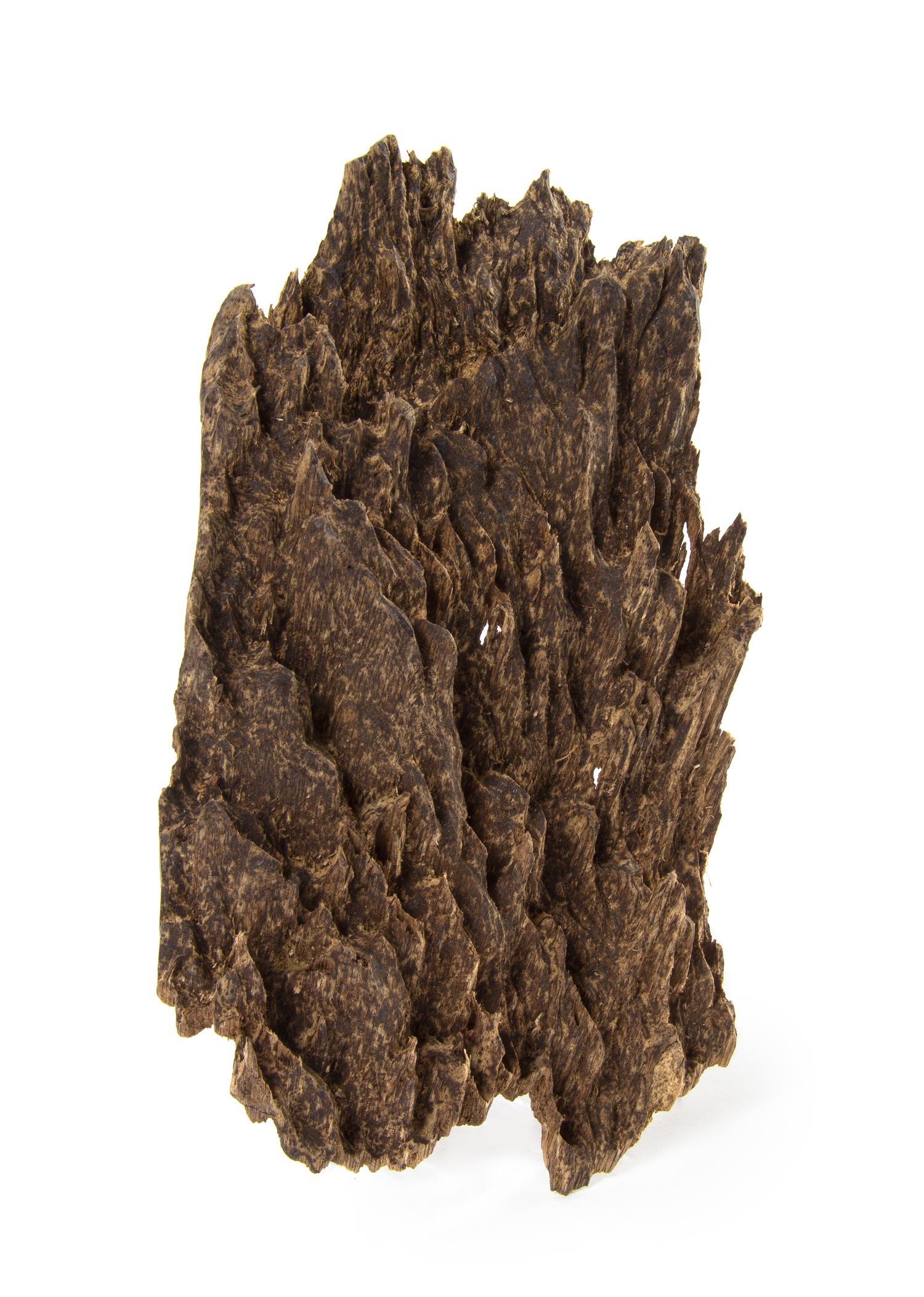 An Aloeswood Fragment Length of 7 1/2 inches.